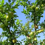Quinta Do Coto Moinho 民宿 阿尔库什迪瓦尔德维什