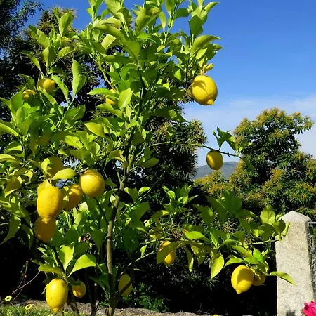 Quinta Do Coto Moinho