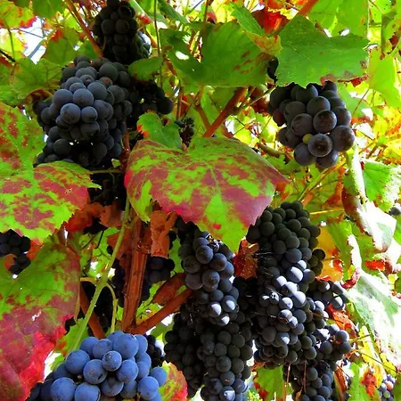 Quinta Do Coto Moinho * Arcos de Valdevez